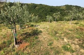 ISTRA, DRAGUĆ - Impozantni maslinik s ruševnim objektom, Cerovlje, Land