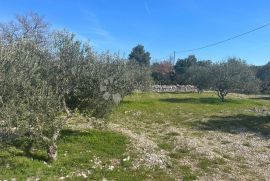 Poljoprivredno zemljište,Maslinik-, Marina, Terrain