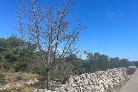 Poljoprivredno zemljište, Maslinik- Dvornice, Rogoznica, Tierra