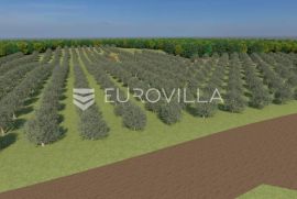 Istra, Bale, poljoprivredno zemljište 12200m2 s mogućnošću gradnje gospodarskog objekta, Bale, Terreno