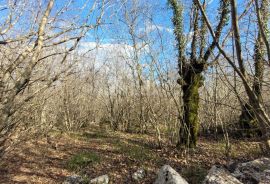 OTOK KRK, KRK - Ravno zemljište bogato drvima sa pristupom, idealno za OPG, 3000m od mora!, Krk, Zemljište