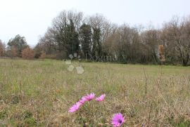 GRAĐEVINSKO ZEMLJIŠTE NA ATRAKTIVNOJ LOKACIJI, Vodnjan, Terreno