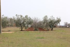 GRAĐEVINSKO ZEMLJIŠTE NA ATRAKTIVNOJ LOKACIJI, Vodnjan, Terrain