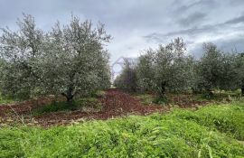 Kaštelir, zemljište sa građevinskom dozvolom za obiteljsku kuću, Kaštelir-Labinci, Tierra