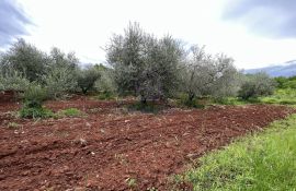 Kaštelir, zemljište sa građevinskom dozvolom za obiteljsku kuću, Kaštelir-Labinci, Terrain