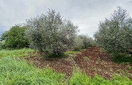 Kaštelir, zemljište sa građevinskom dozvolom za obiteljsku kuću, Kaštelir-Labinci, Land