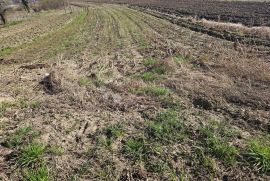 Građevinsko zemljište u Beretincu, Beretinec, Land