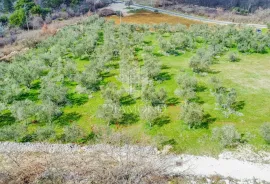 Buje, predivno građevinsko zemljište 995 m2 sa maslinama na rubu naselja, Buje, Земля