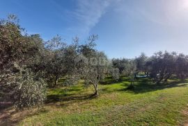 ISTRA, BRTONIGLA - Prostrano imanje s puno potencijala, Brtonigla, Casa