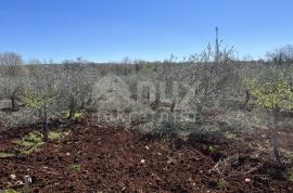 ISTRA, KAŠTELIR - Prodaja maslinika, Kaštelir-Labinci, Zemljište