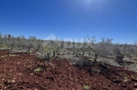 ISTRA, KAŠTELIR - Prodaja maslinika, Kaštelir-Labinci, Terra