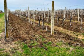 Vinograd sorte graševina - Erdut, Erdut, أرض