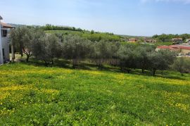 Istra, Investicijska Prilika: Građevinske Parcele u Centru Vižinade, Vižinada, Tierra