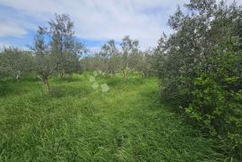 Fantastično Kombinirano Zemljište za Gradnju i Poljoprivredu, Marčana, Land