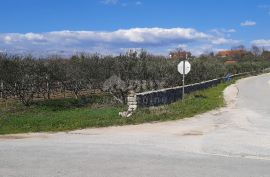 ZADAR, PRIDRAGA - Umirujuće građevinsko zemljište s maslinikom i pomoćnom kućicom, Novigrad, Tierra