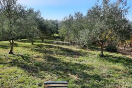 ZADAR, PRIDRAGA - Umirujuće građevinsko zemljište s maslinikom i pomoćnom kućicom, Novigrad, Terrain