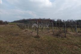 ISTRA, BUJE - poljoprivredna parcela, prva do građevinske zone, 4km od mora!, Buje, Zemljište