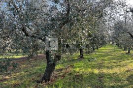 Istra predivan maslinik blizina Novigrada!, Novigrad, Land