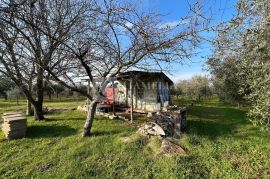 Istra predivan maslinik blizina Novigrada!, Novigrad, Zemljište