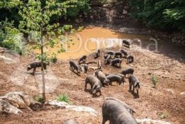 EKSKLUZIVNO U DOGMI! PRIVATNO LOVIŠTE, Slunj, Land