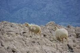 Prodaja Poljoprivrednog Zemljišta na Otoku Pagu, Povljana, Povljana, Terrain