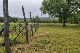 Poljoprivredno zemljište i vinograd, Labin, Terreno
