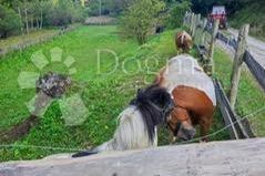 Raj na zemlji, vlastita oaza!, Jastrebarsko - Okolica, Maison