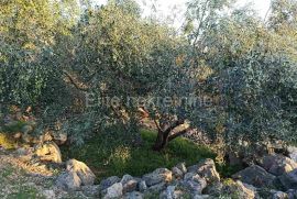 Brtonigla - prodaja zemljišta - maslinika!, Brtonigla, Land