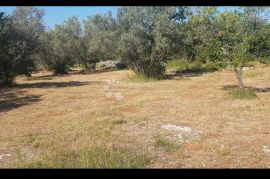 PRILIKA! POLJOPRIVREDNO ZEMLJIŠTE 600 M OD PLAŽE, Vodnjan, Land