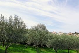 ISTRA, VIŽINADA - Građevinsko zemljište s pogledom na Motovun, Vižinada, Terra