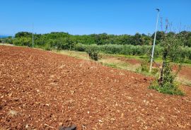 ISTRA, NOVIGRAD - Građevinsko i poljoprivredno zemljište, Novigrad, Tierra