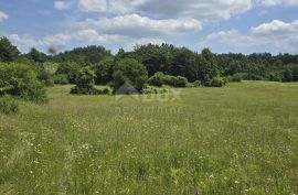 ISTRA, PIĆAN - Predivna livada površine 5938 m2, Pićan, Terreno