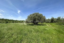 Istra, Buje, okolica - prostrano poljoprivredno zemljište na mirnoj i lijepoj lokaciji, Buje, Γη