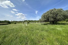 Istra, Buje, okolica - prostrano poljoprivredno zemljište na mirnoj i lijepoj lokaciji, Buje, Zemljište