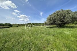 Istra, Buje, okolica - prostrano poljoprivredno zemljište na mirnoj i lijepoj lokaciji, Buje, Terreno