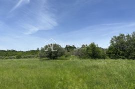 Istra, Buje, okolica - prostrano poljoprivredno zemljište na mirnoj i lijepoj lokaciji, Buje, Arazi