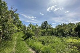 Istra, Buje, okolica - prostrano poljoprivredno zemljište na mirnoj i lijepoj lokaciji, Buje, Terreno