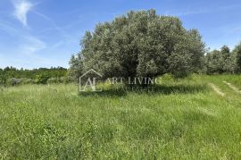 Istra, Buje, okolica - prostrano poljoprivredno zemljište na mirnoj i lijepoj lokaciji, Buje, Arazi