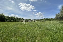 Istra, Buje, okolica - prostrano poljoprivredno zemljište na mirnoj i lijepoj lokaciji, Buje, Land