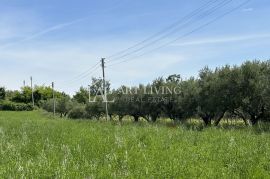 Istra, Buje, okolica - lijepo poljoprivredno zemljište s maslinikom, Buje, Terreno