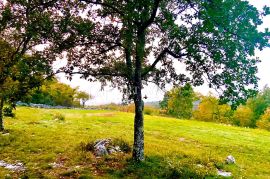 Grožnjan-okolica, Atraktivno građevinsko zemljište s pogledom na more, Grožnjan, Terrain