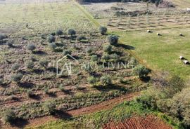 Umag, okolica - prelijepo poljoprivredno zemljište s maslinikom, Umag, Arazi