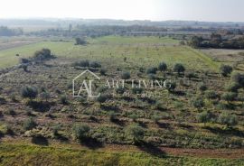 Umag, okolica - prelijepo poljoprivredno zemljište s maslinikom, Umag, Γη
