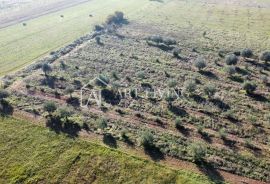 Umag, okolica - prelijepo poljoprivredno zemljište s maslinikom, Umag, Arazi