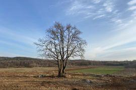 Istra- Bale, Iznimno vrijedno poljoprivredno zemljište 11,200 m2, Bale, Tierra