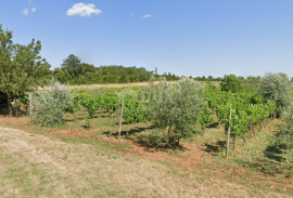 ISTRA, BALE - Poljoprivredno zemljište s bogatim vinogradom i maslinikom, Bale, Tierra