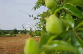 Građevinsko zemljište uz asfaltiranu cestu, Marčana, Tierra