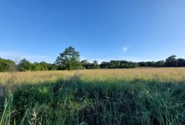 ISTRA, BARBAN - Prostrano poljoprivredno zemljište okruženo prirodom, Barban, Terreno