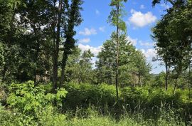 ISTRA, TINJAN - Građevinsko zemljište pogodno za naselje od 6 vila, Tinjan, Land