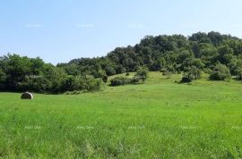 Građevinsko zemljište Prodaje se veliko imanje u središnjoj Istri, Pazin!, Pazin, Zemljište